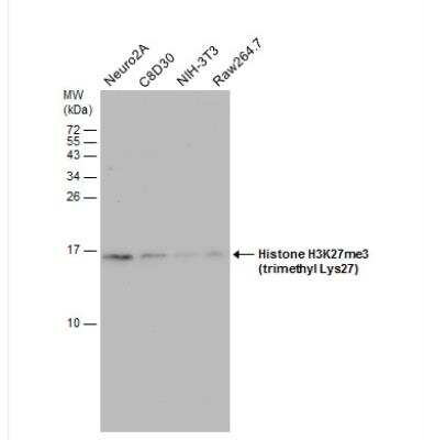 Western Blot: Histone H3 [Trimethyl Lys27] Antibody [NBP2-16840]